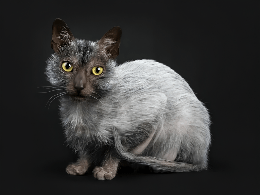 Lykoi: Info, Diet, Temperament, Care & Traits 2024