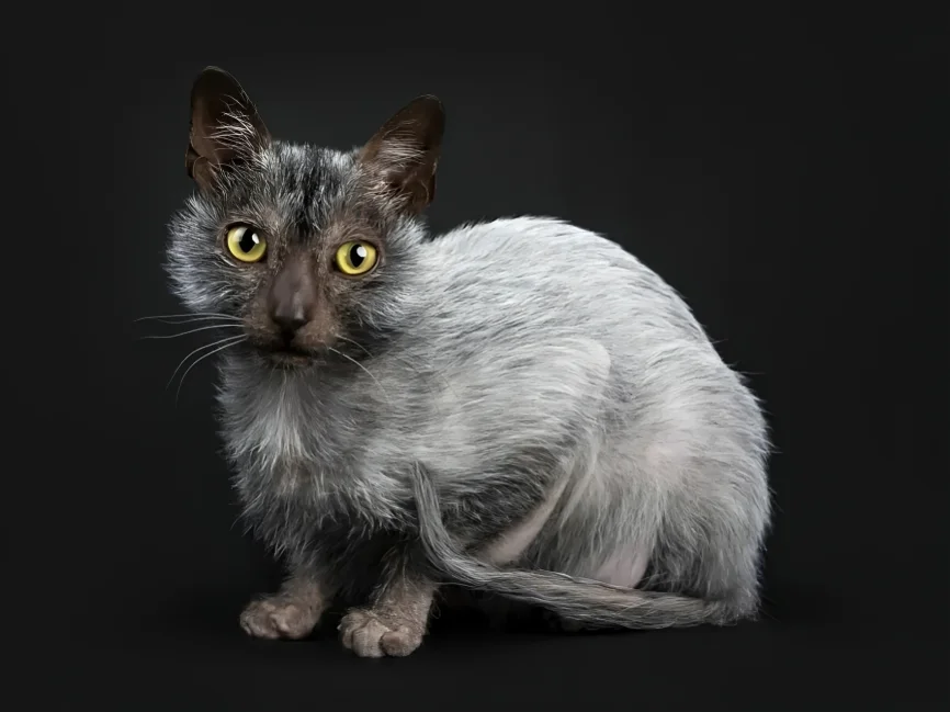 Lykoi: Info, Diet, Temperament, Care & Traits 2024