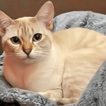 Australian Mist: Info, Diet, Temperament, Care & Traits 2024