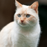 Colorpoint Shorthair: Info, Diet, Temperament, Care & Traits 2024
