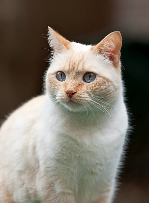 Colorpoint Shorthair: Info, Diet, Temperament, Care & Traits 2024
