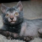 Lykoi: Info, Diet, Temperament, Care & Traits 2024