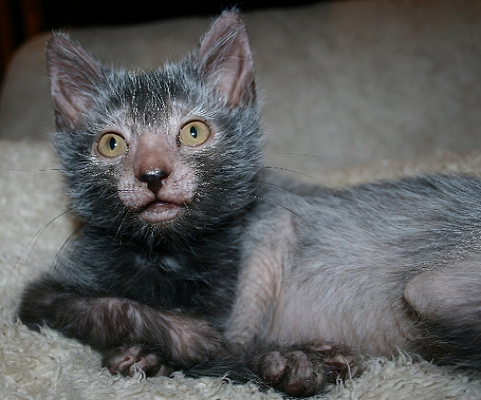 Lykoi: Info, Diet, Temperament, Care & Traits 2024