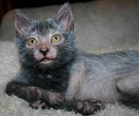 Lykoi: Info, Diet, Temperament, Care & Traits 2024
