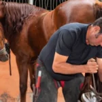 Enhancing Stable Hygiene for Healthier Horses