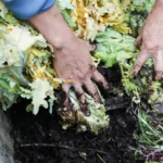 5 Key Reasons to Use Organic Compost in Your Garden