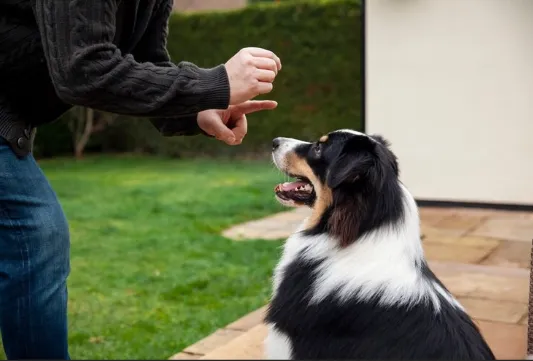 What Dog Owners Need to Know About Michigan’s Dangerous Dog Laws 
