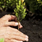 The Critical Role of Urban Trees in Building Sustainable Cities