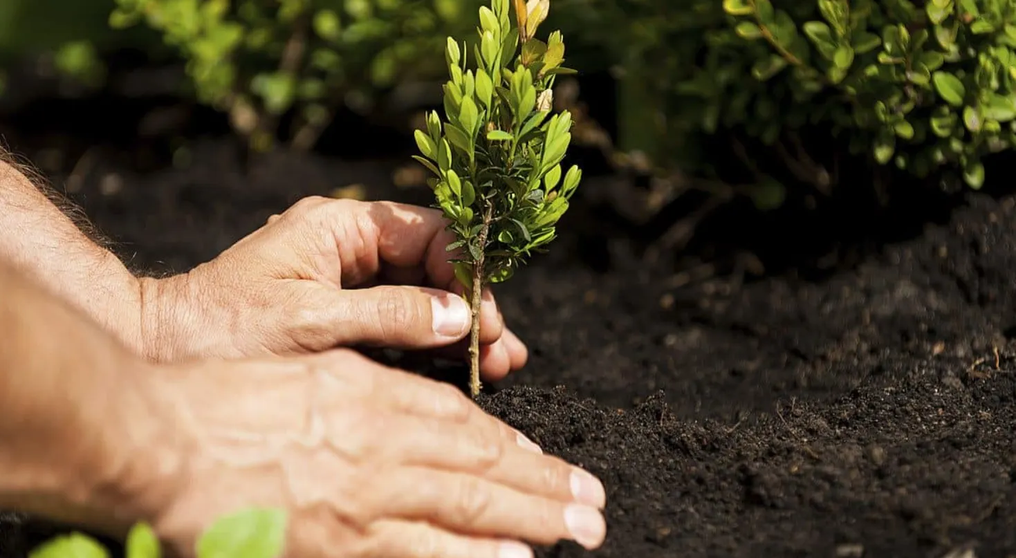 The Critical Role of Urban Trees in Building Sustainable Cities
