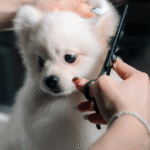 Why Pet Grooming Is Important To Keeping Your Furry Friend Healthy