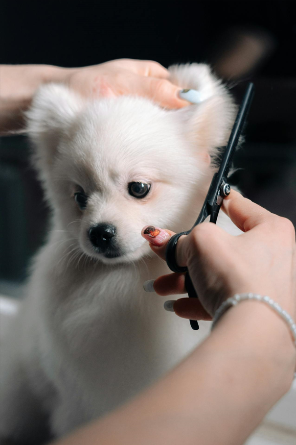 Why Pet Grooming Is Important To Keeping Your Furry Friend Healthy