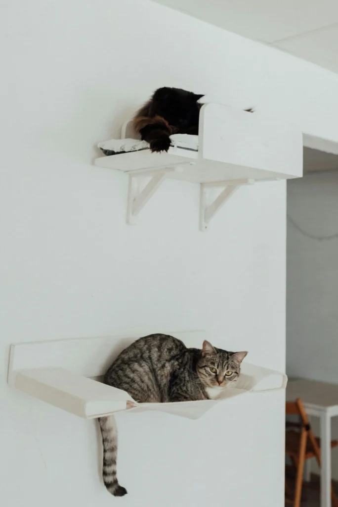 The Rise of Pet-Friendly Homes and Smarter Pet Spending Habits