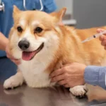 Animal Clinic Singapore Vaccination Schedule Every Pet Owner Should Know