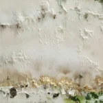 Ten Days Of Closed Up July Heat Is All Mold Needs